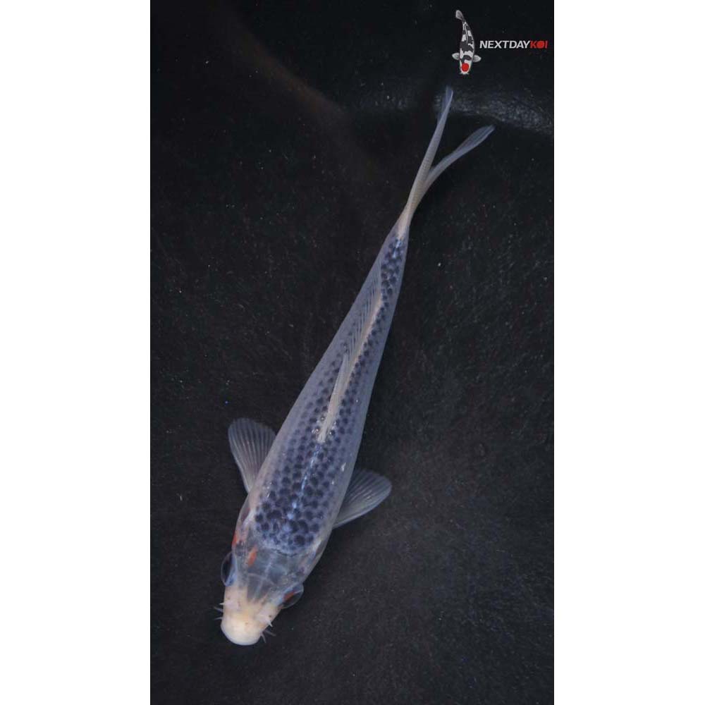 4.5” Imported Asagi