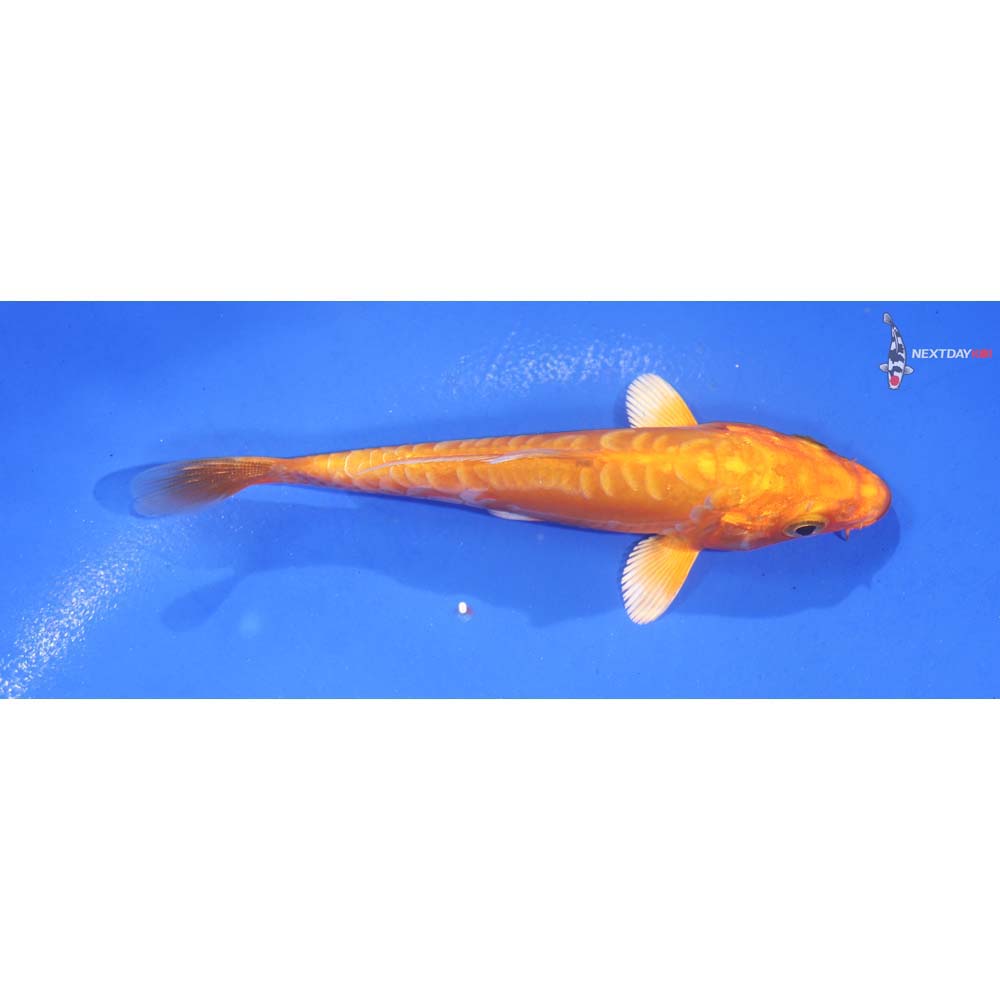 4.5” Imported Doitsu Orenji Ogon