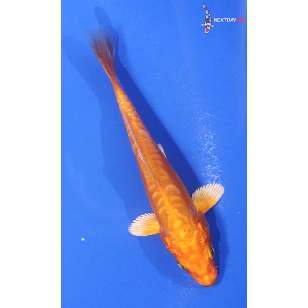 4.5” Imported Doitsu Orenji Ogon