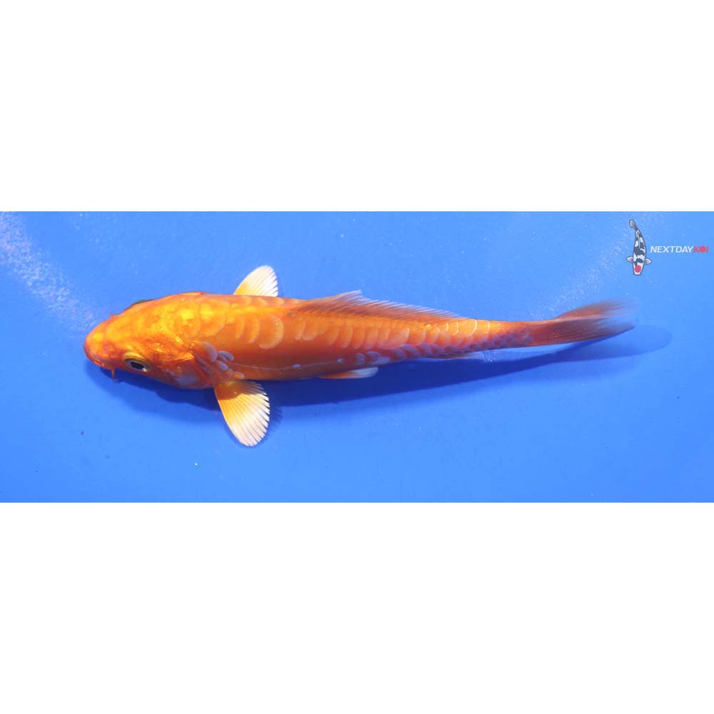 4.5” Imported Doitsu Orenji Ogon