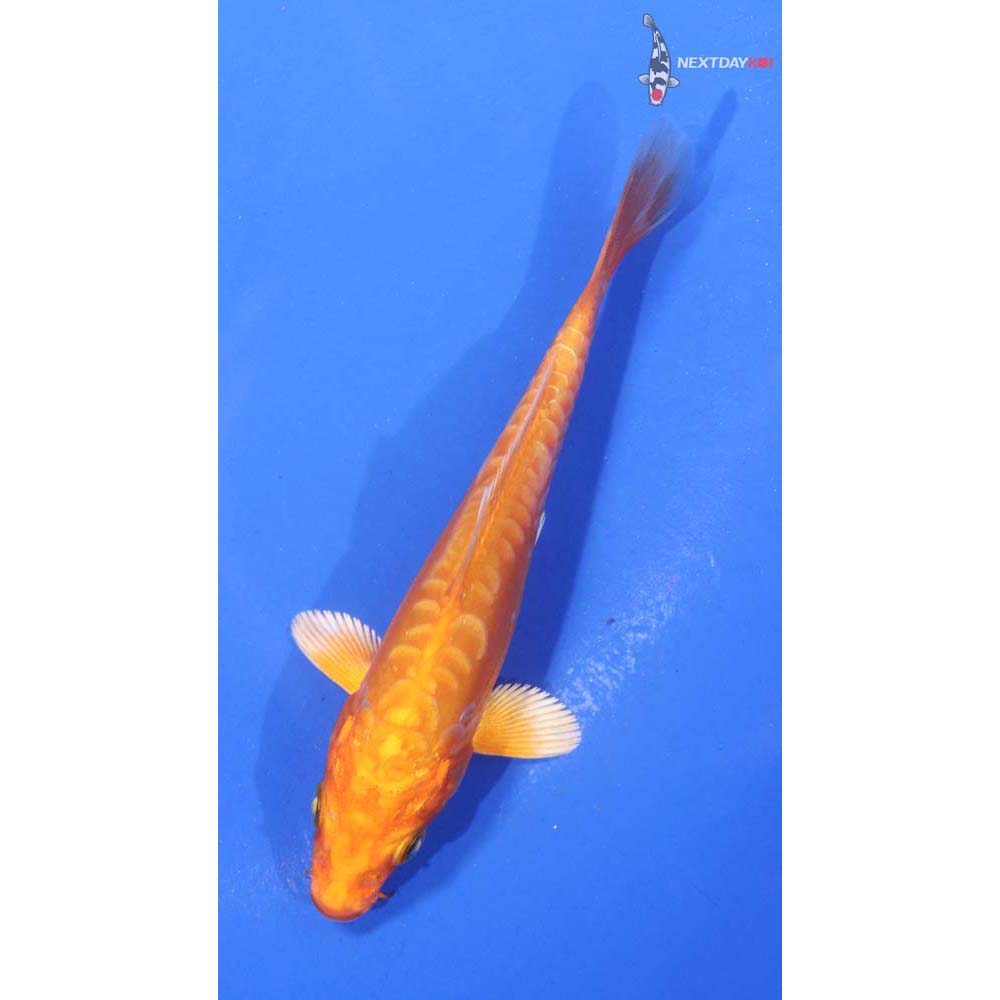 4.5” Imported Doitsu Orenji Ogon