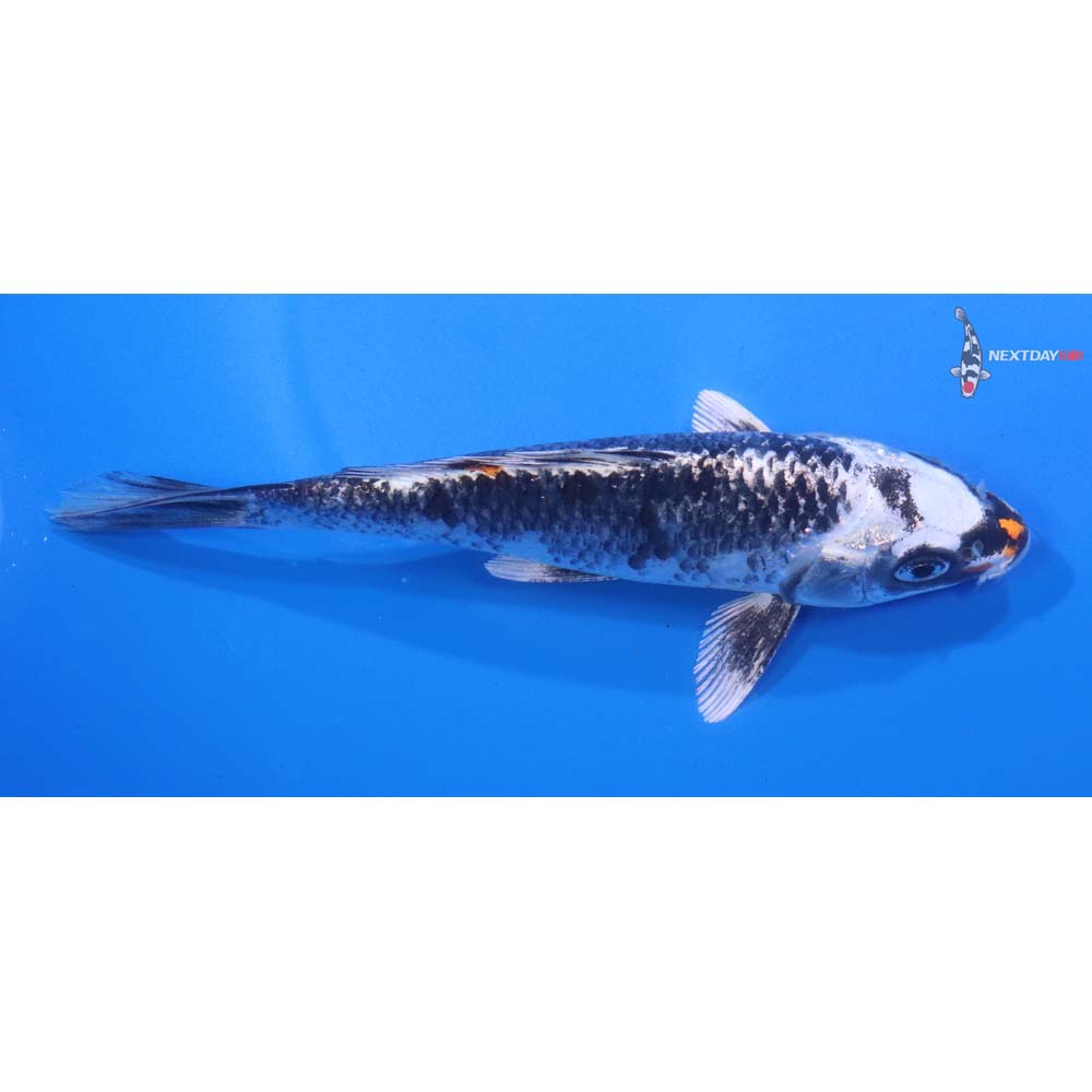 6” Imported Kujaku