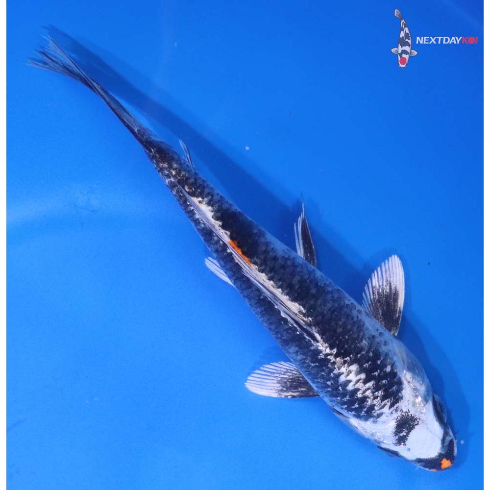 6” Imported Kujaku