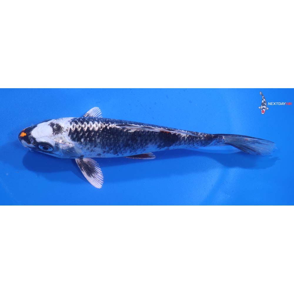 6” Imported Kujaku