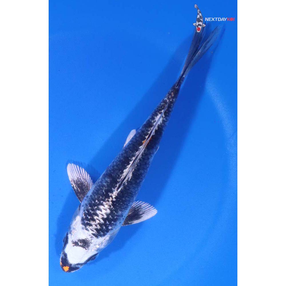 6” Imported Kujaku