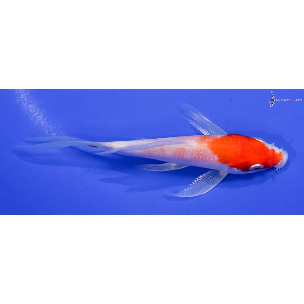 5” Imported Hariwake Butterfly Koi
