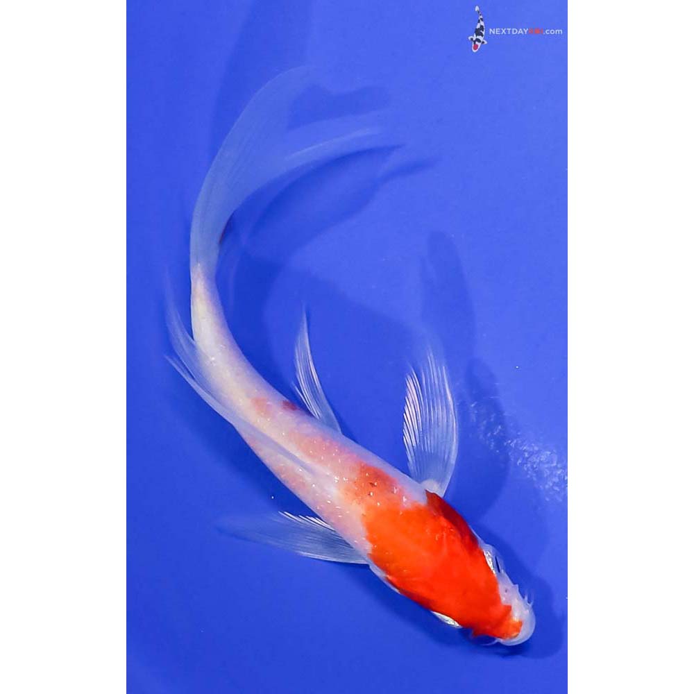 5” Imported Hariwake Butterfly Koi