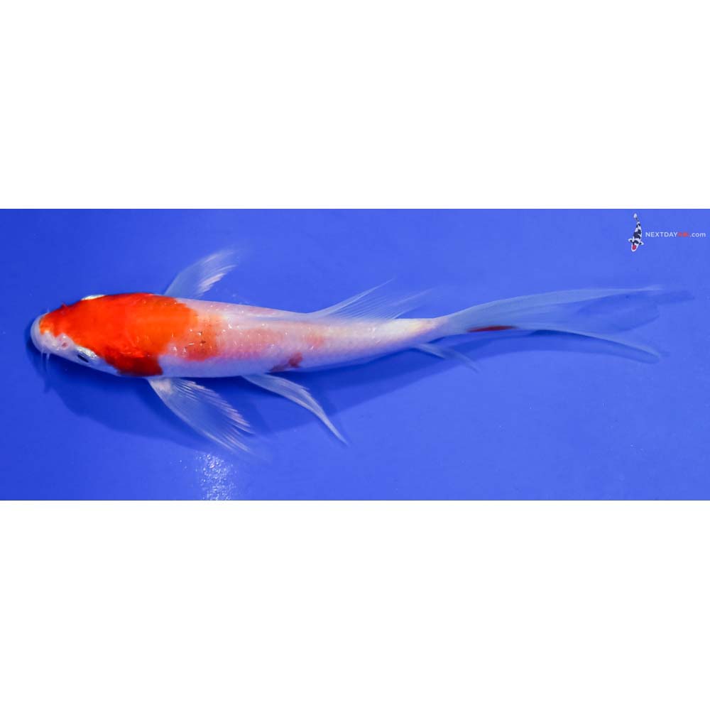 5” Imported Hariwake Butterfly Koi