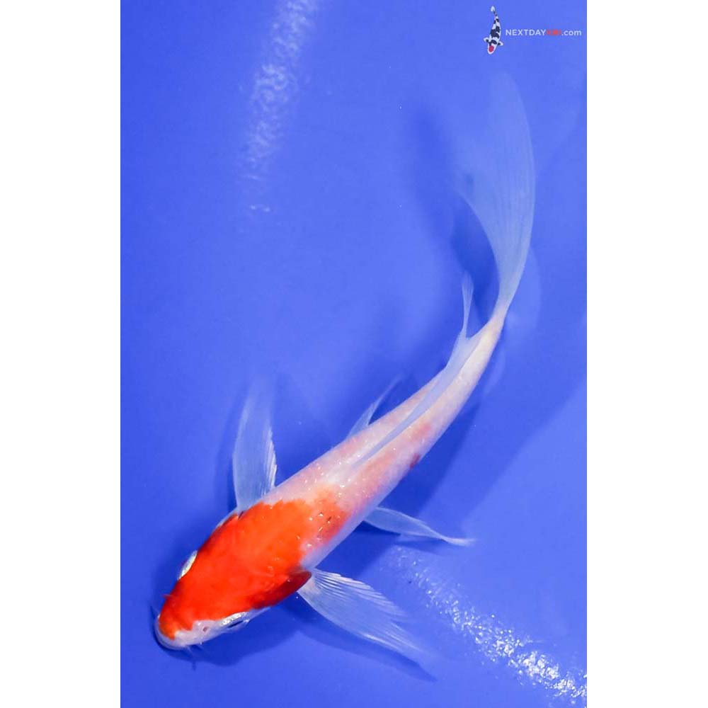 5” Imported Hariwake Butterfly Koi