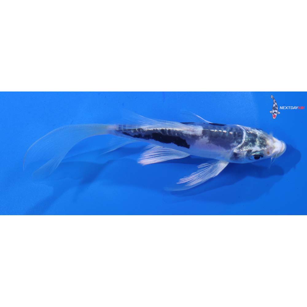 5” Imported Kin Kumonryu Butterfly Koi