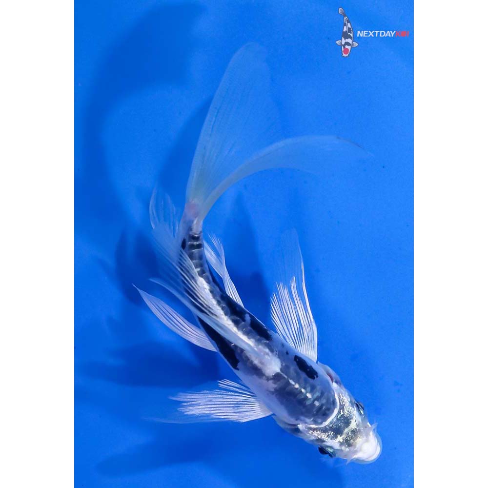 5” Imported Kin Kumonryu Butterfly Koi