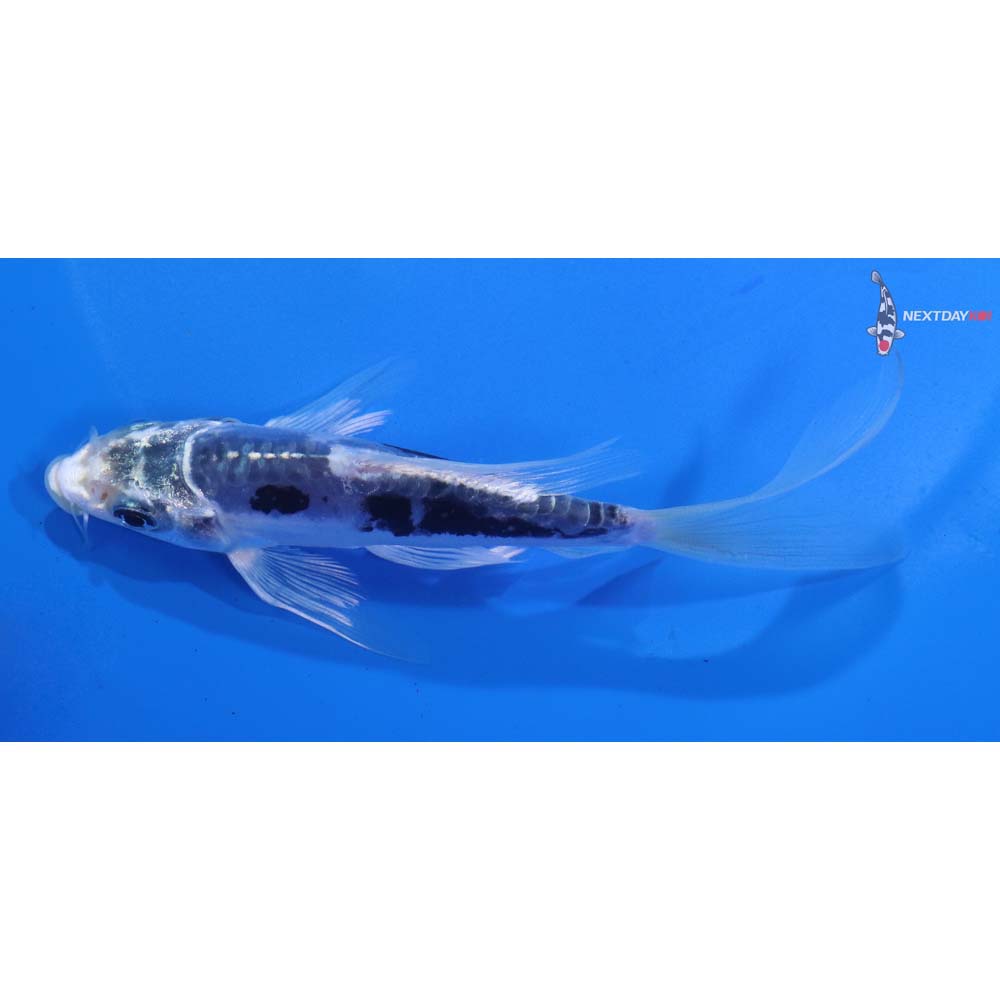 5” Imported Kin Kumonryu Butterfly Koi
