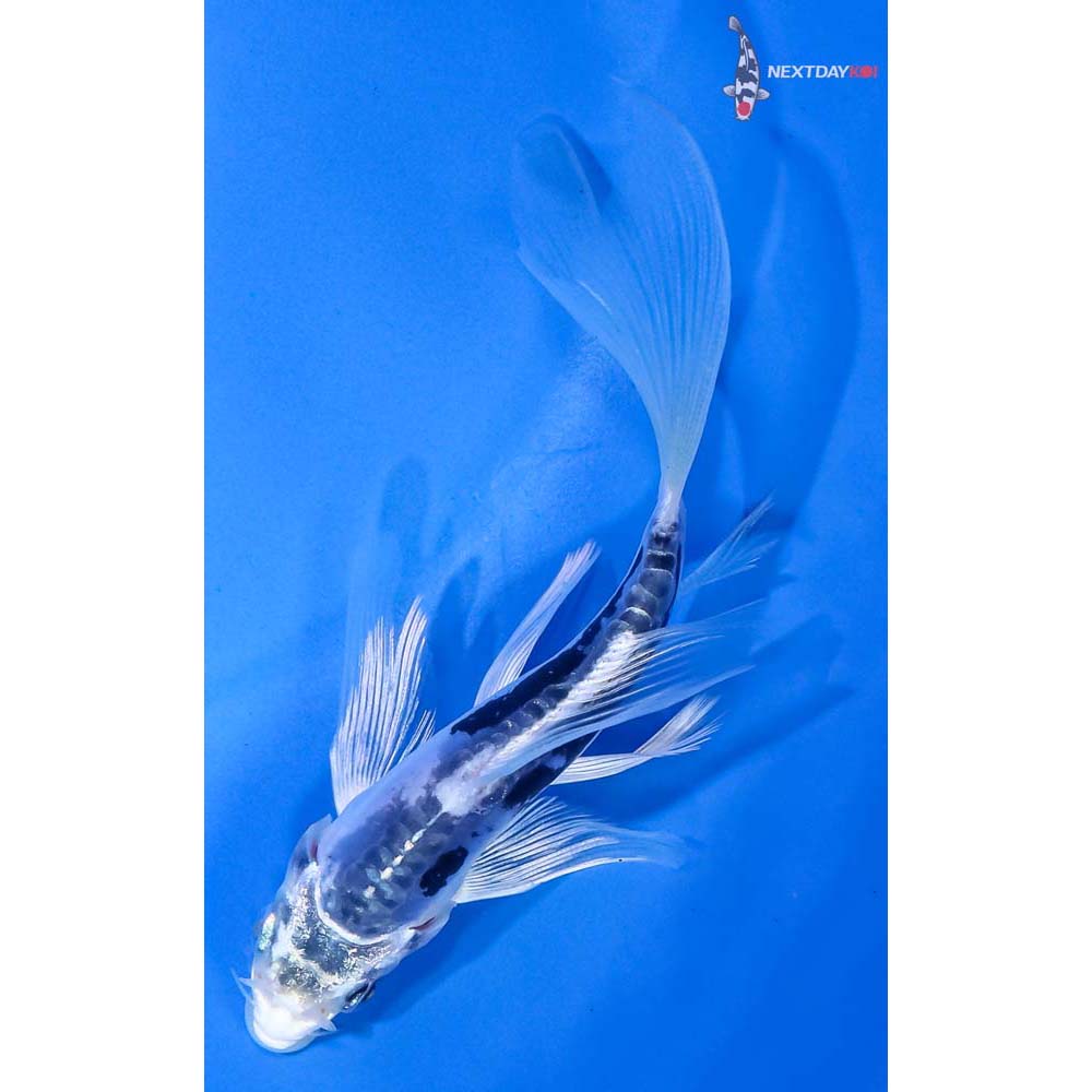5” Imported Kin Kumonryu Butterfly Koi