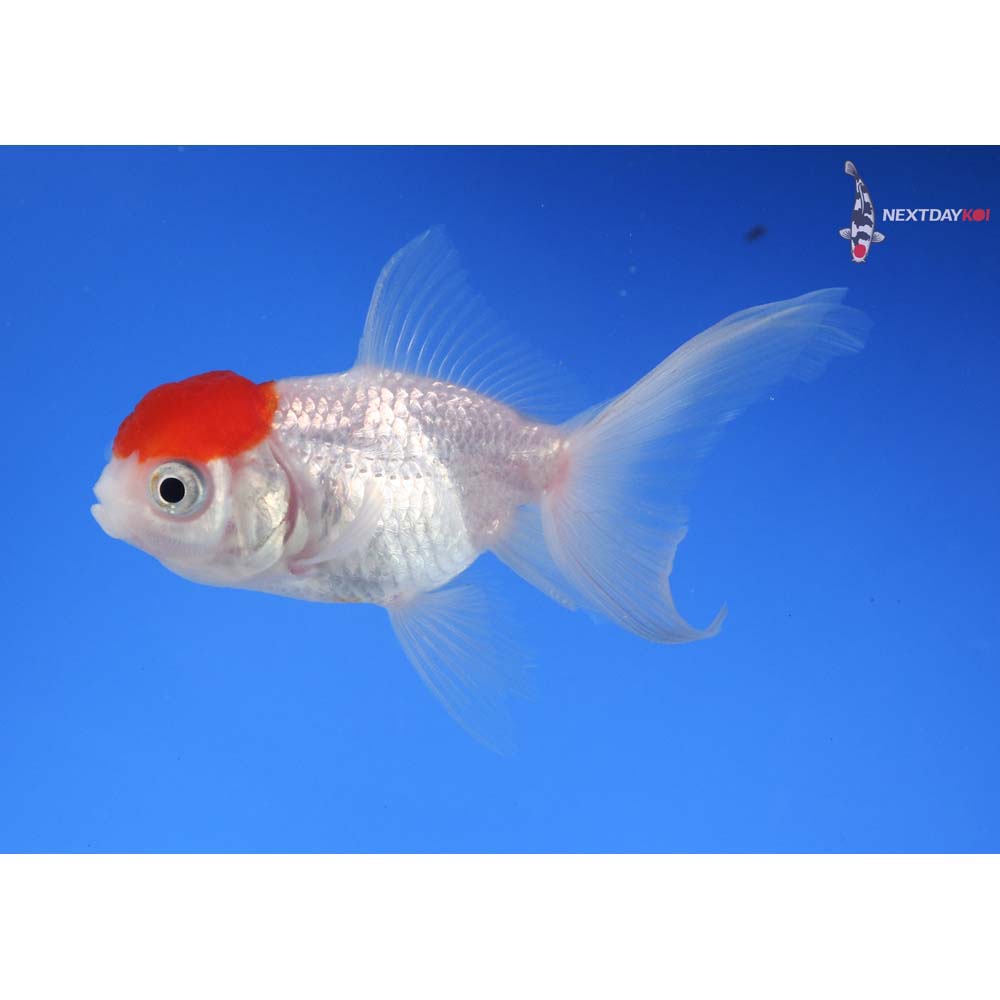 3.5” Imported Redcap Oranda