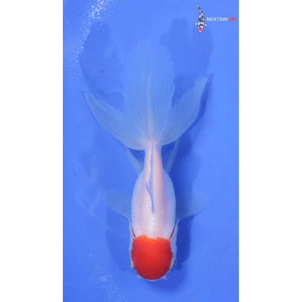 3.5” Imported Redcap Oranda