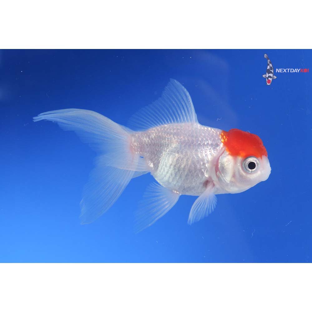 3.5” Imported Redcap Oranda