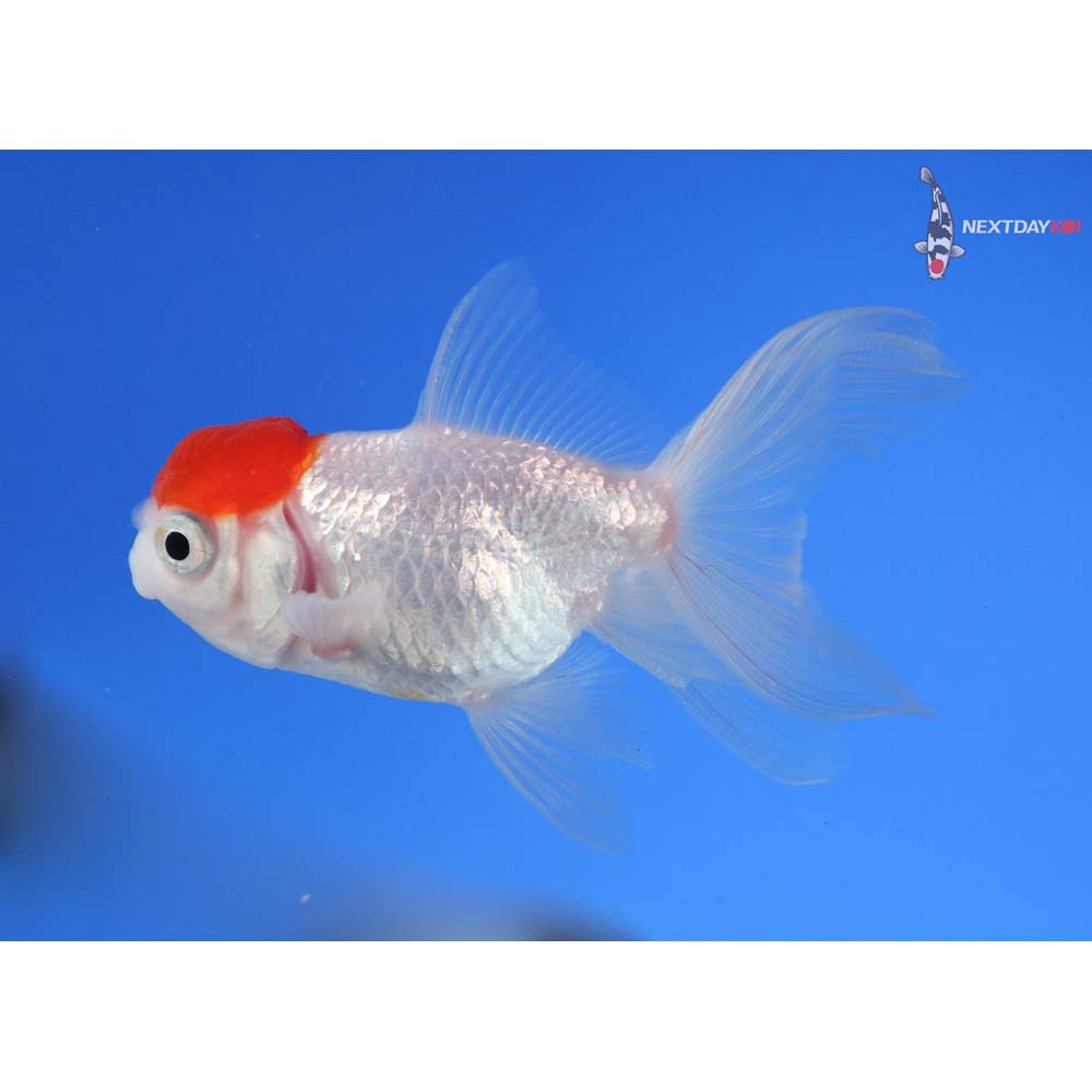 3.5” Imported Redcap Oranda
