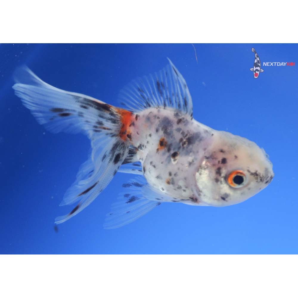 3.5” Imported Calico Oranda
