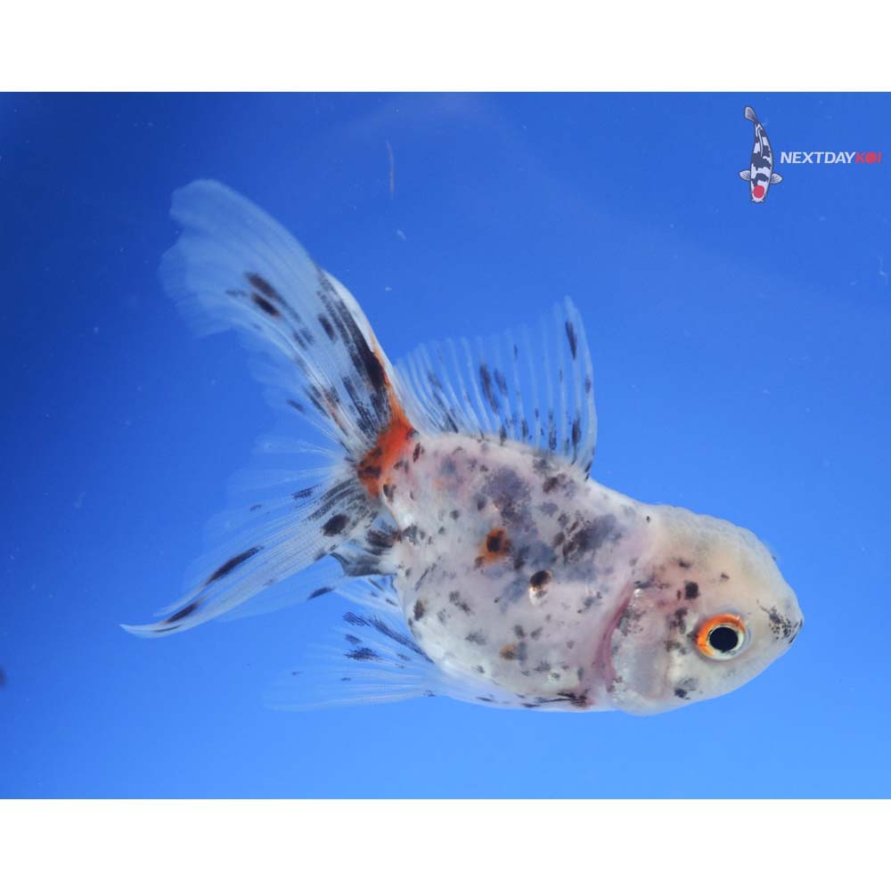 3.5” Imported Calico Oranda