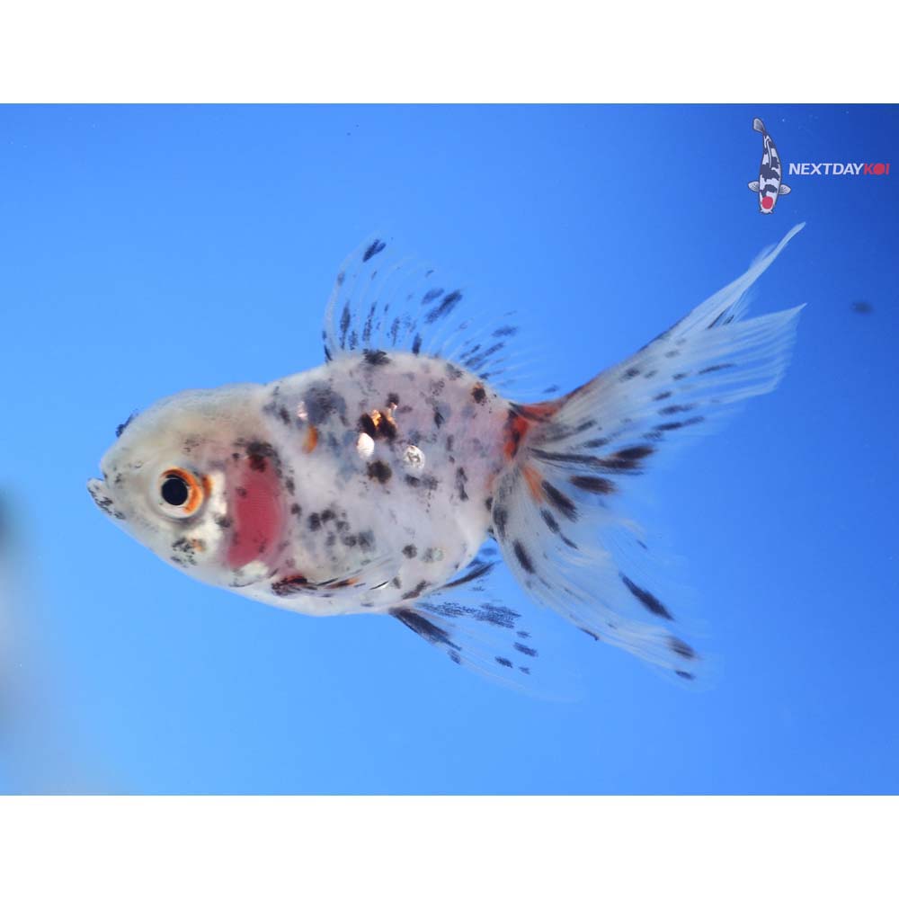 3.5” Imported Calico Oranda