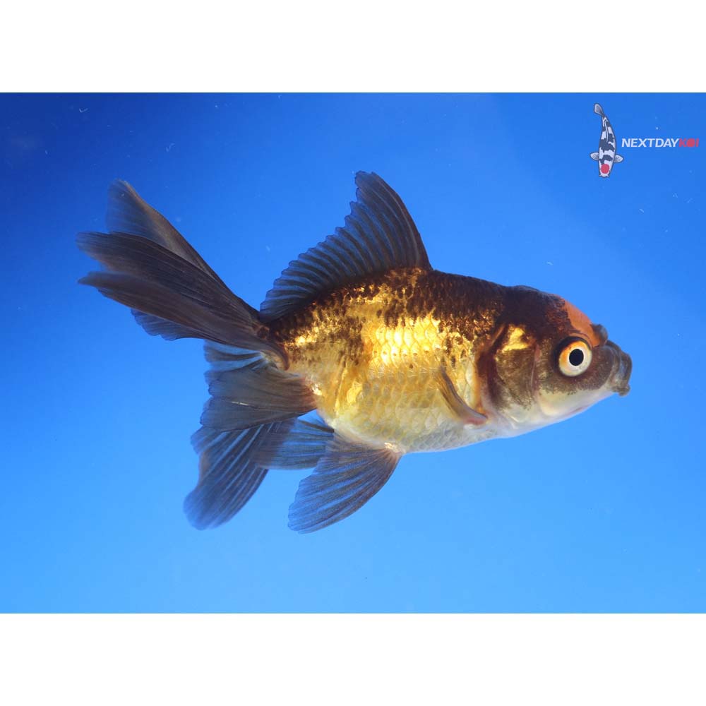3.5” Imported Red and Black Oranda