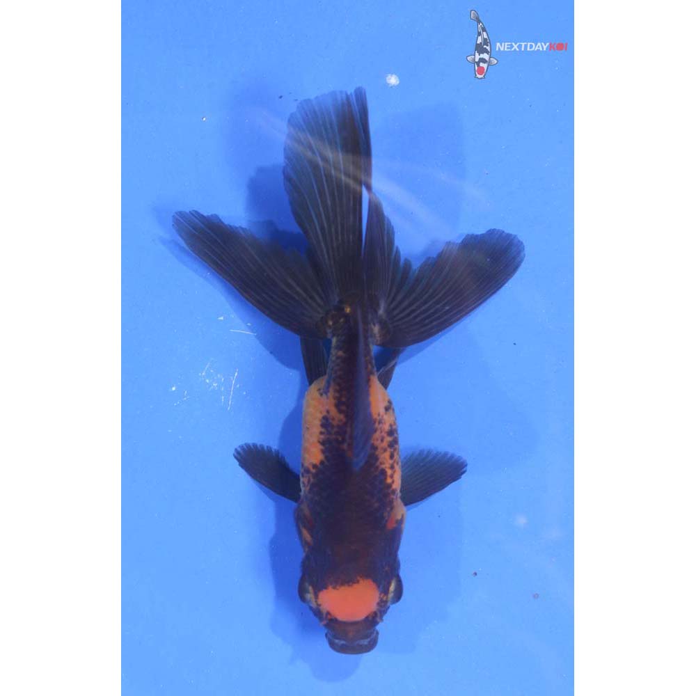 3.5” Imported Red and Black Oranda