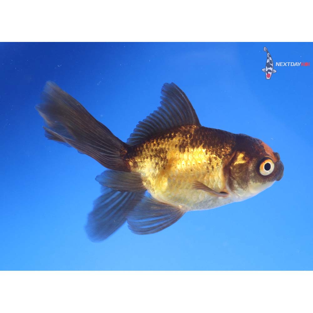 3.5” Imported Red and Black Oranda