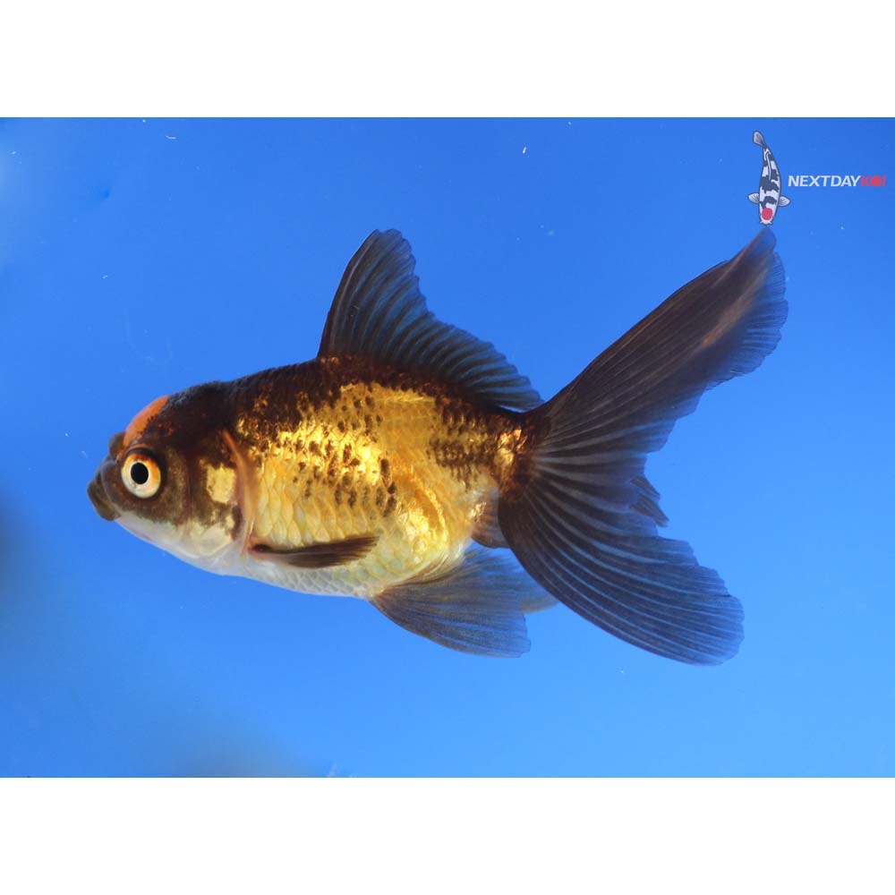 3.5” Imported Red and Black Oranda