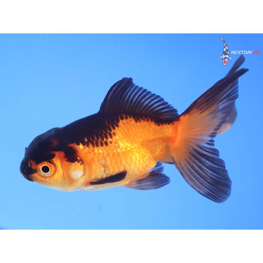 3.5” Imported Red and Black Oranda