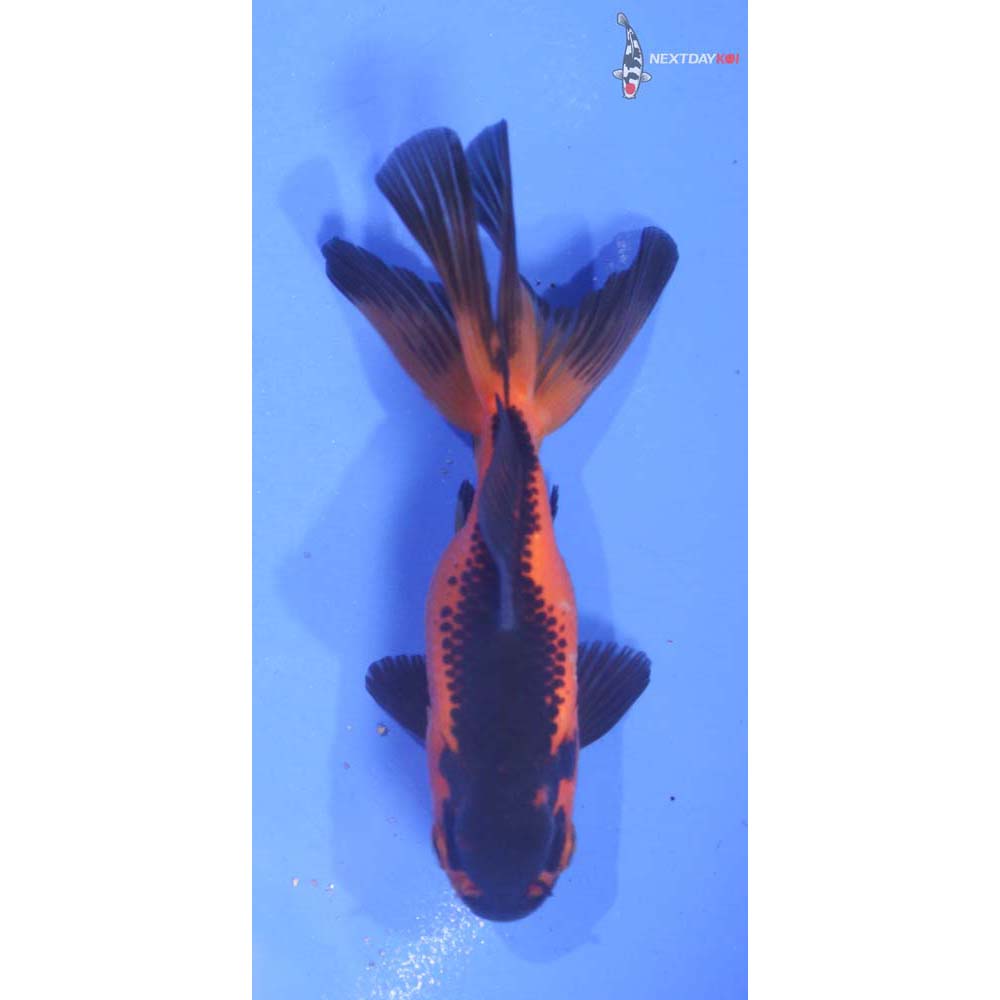 3.5” Imported Red and Black Oranda