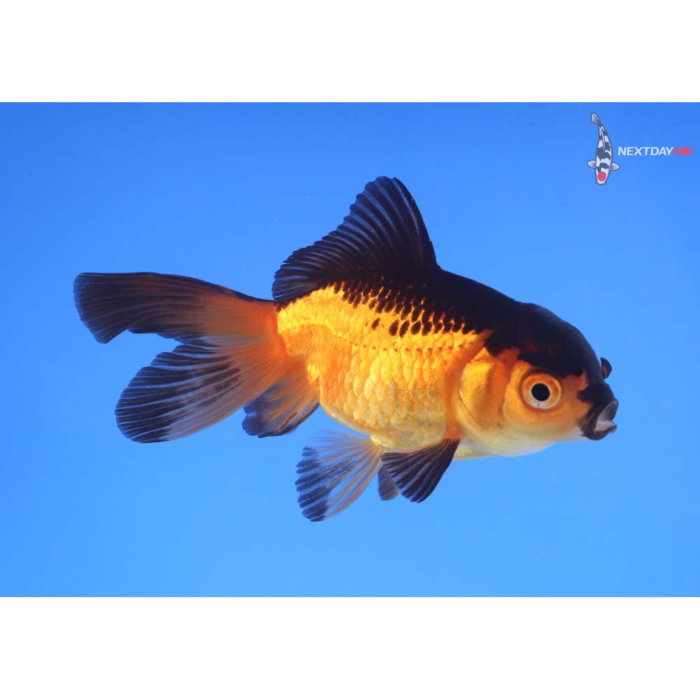 3.5” Imported Red and Black Oranda