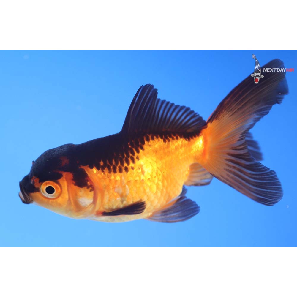 3.5” Imported Red and Black Oranda