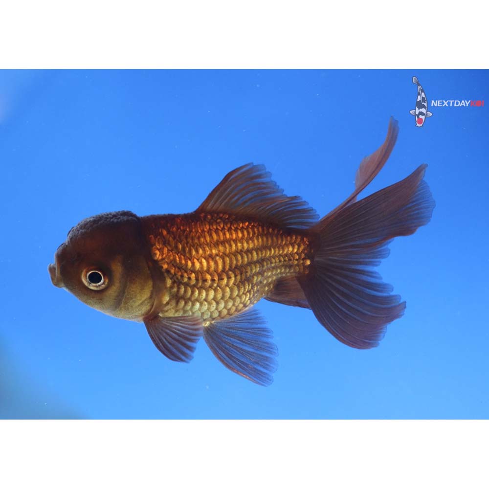 3.5” Imported Bronze Oranda