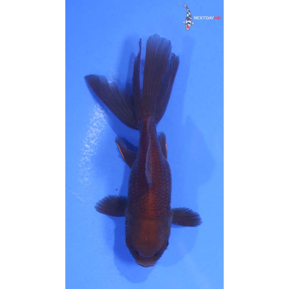 3.5” Imported Bronze Oranda
