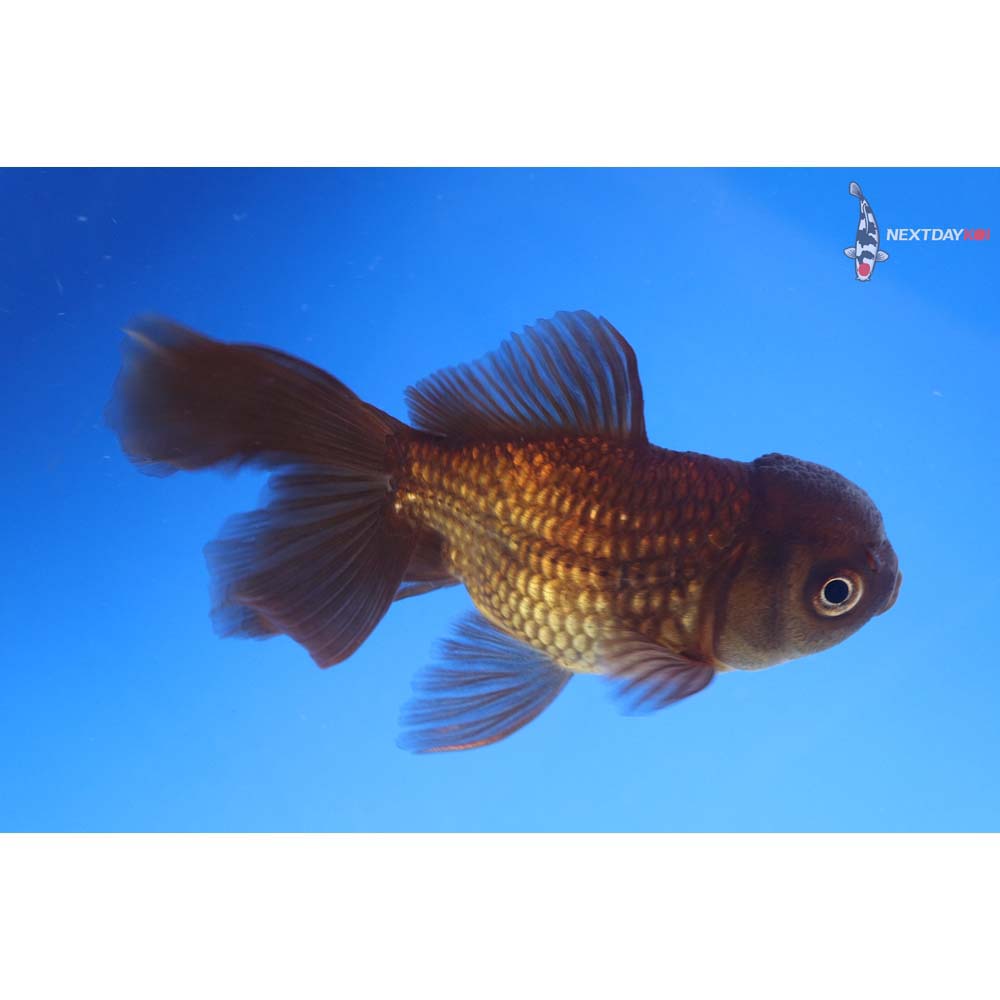 3.5” Imported Bronze Oranda