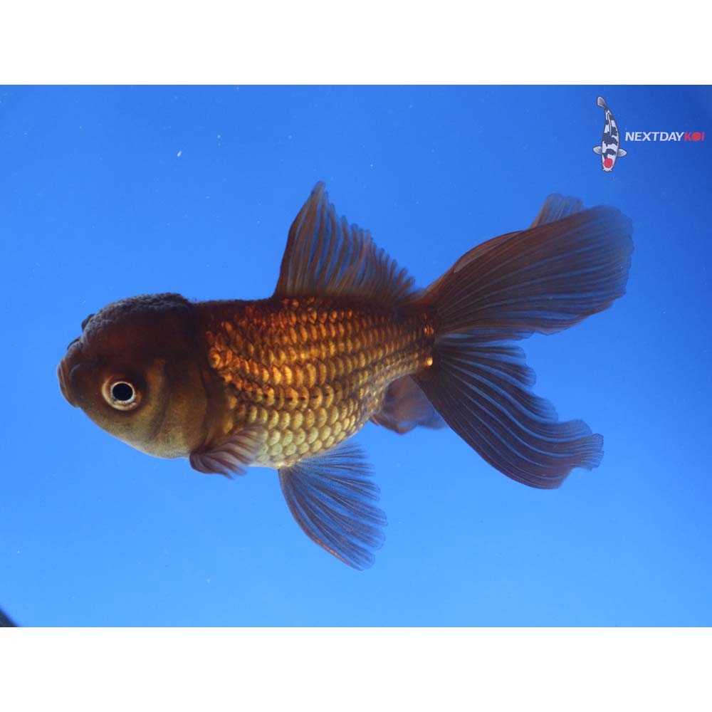 3.5” Imported Bronze Oranda