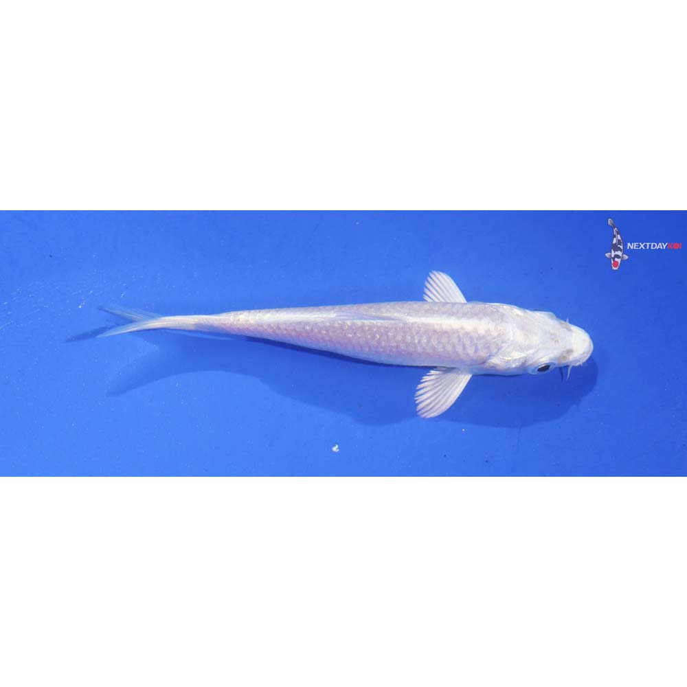 3.5” Imported Platinum Ogon