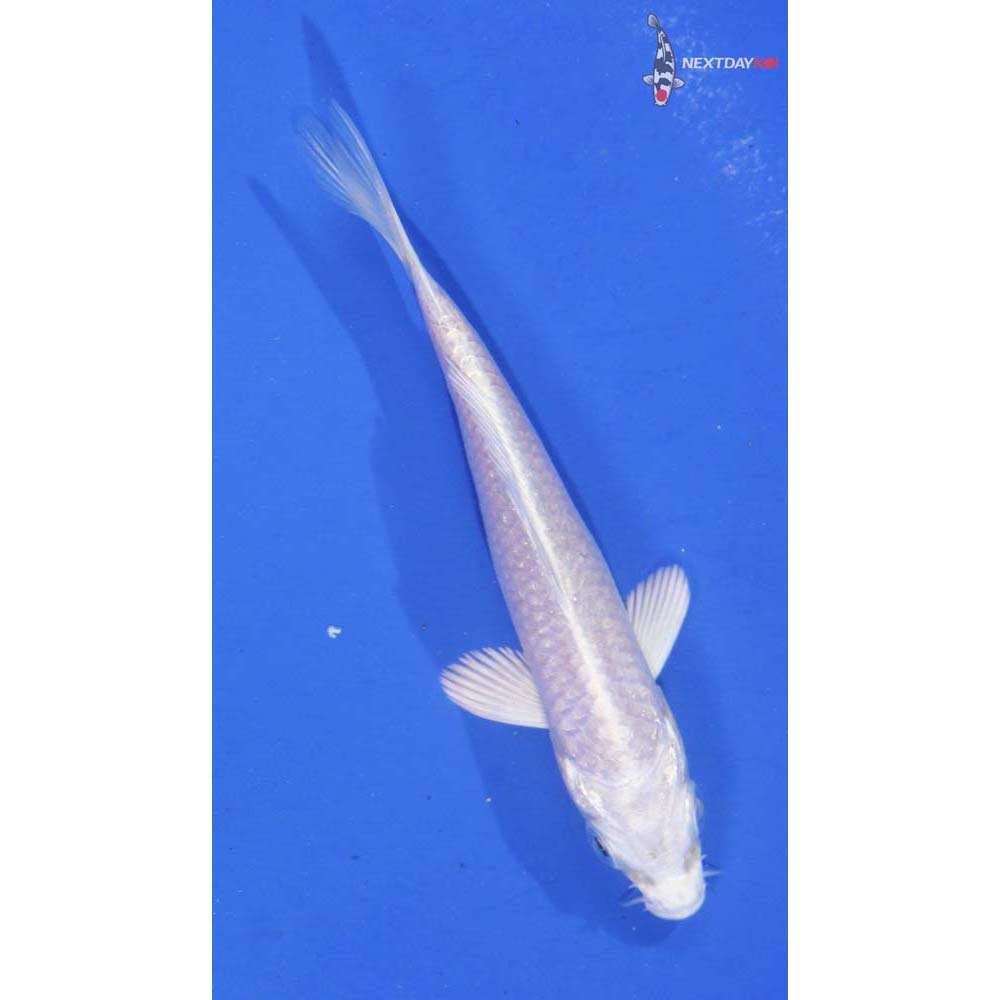 3.5” Imported Platinum Ogon