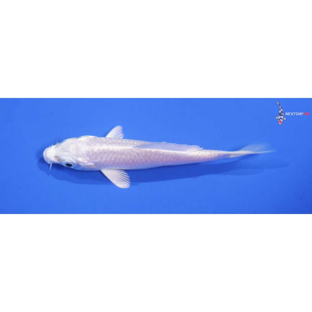 3.5” Imported Platinum Ogon