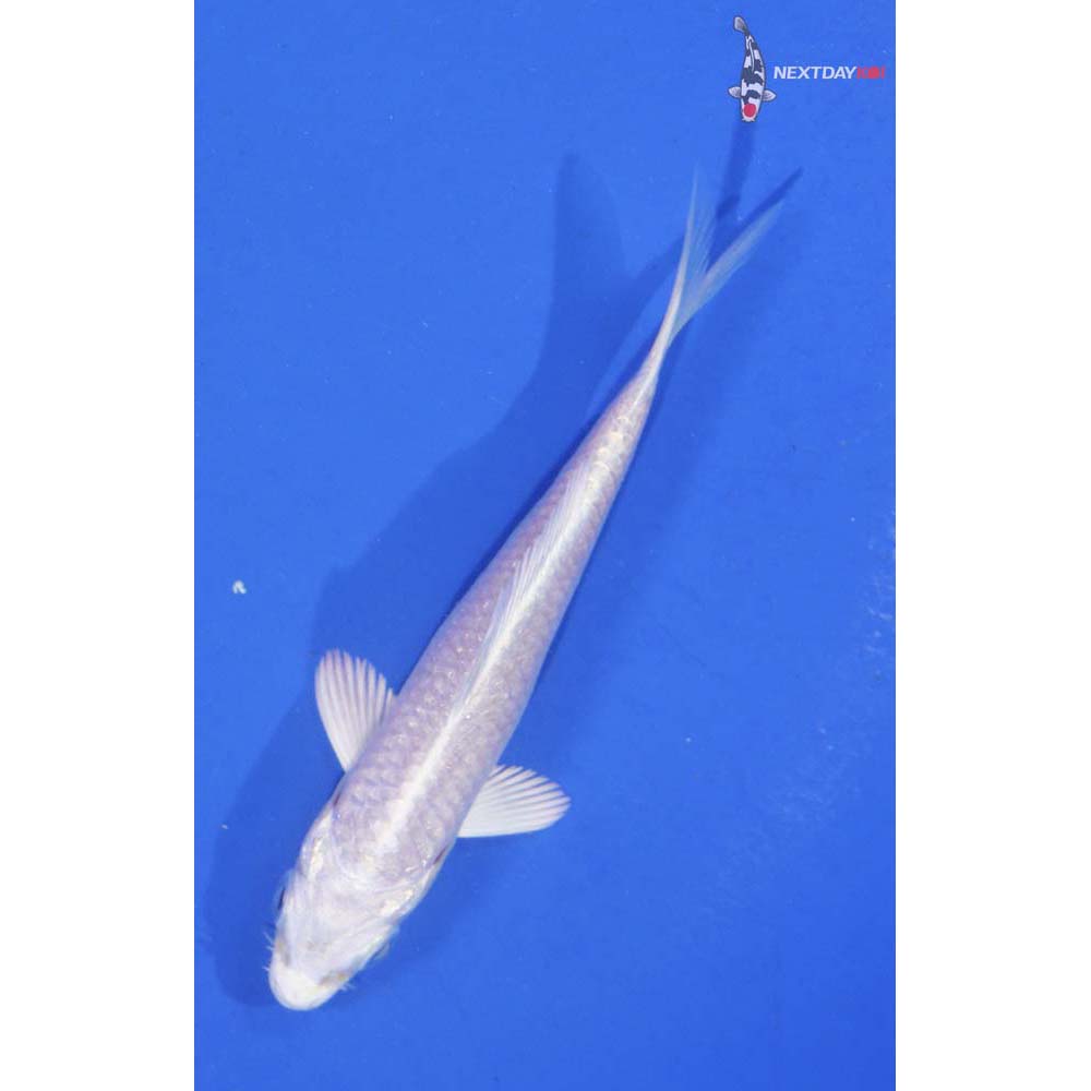 3.5” Imported Platinum Ogon