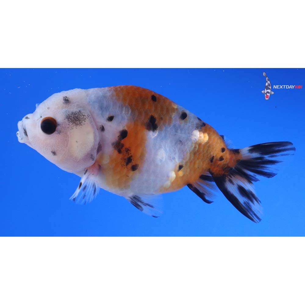 4” Imported Calico Ranchu