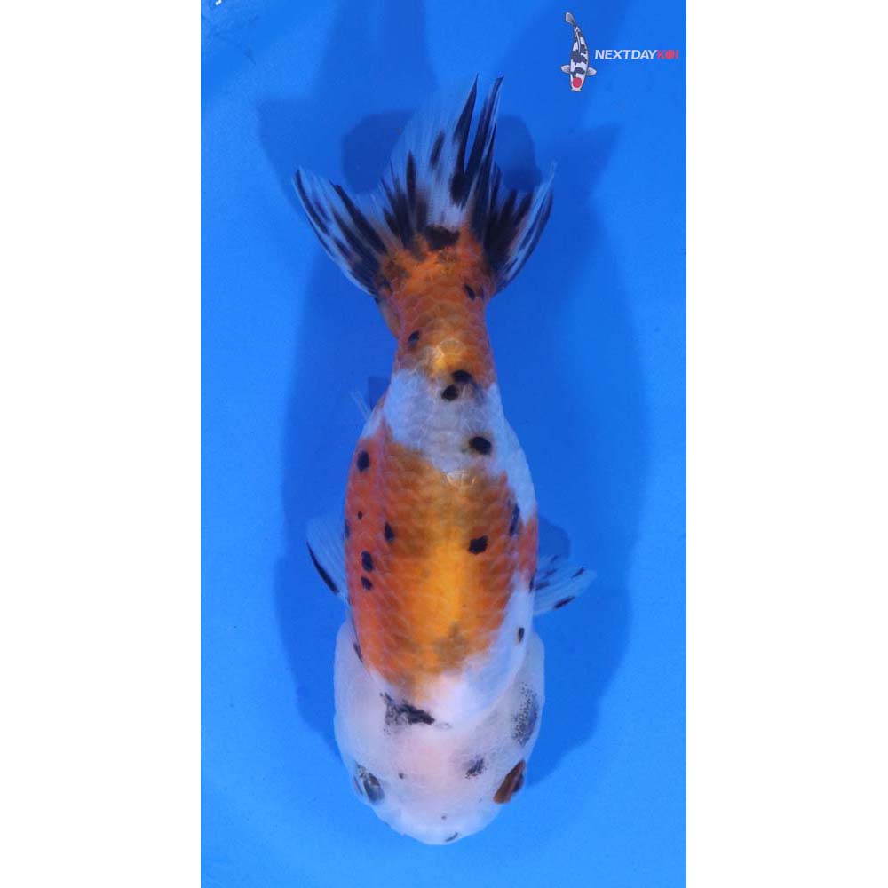 4” Imported Calico Ranchu