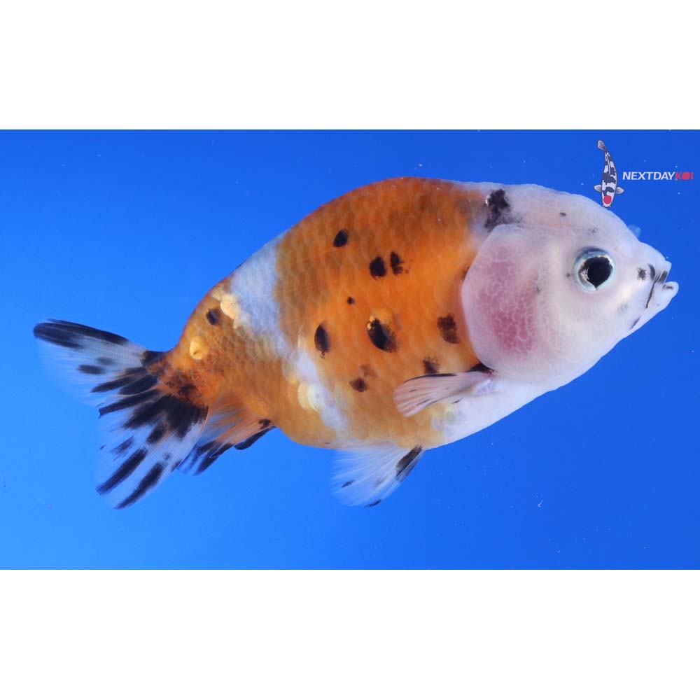 4” Imported Calico Ranchu