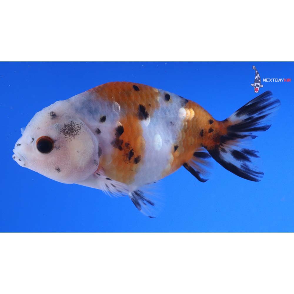 4” Imported Calico Ranchu