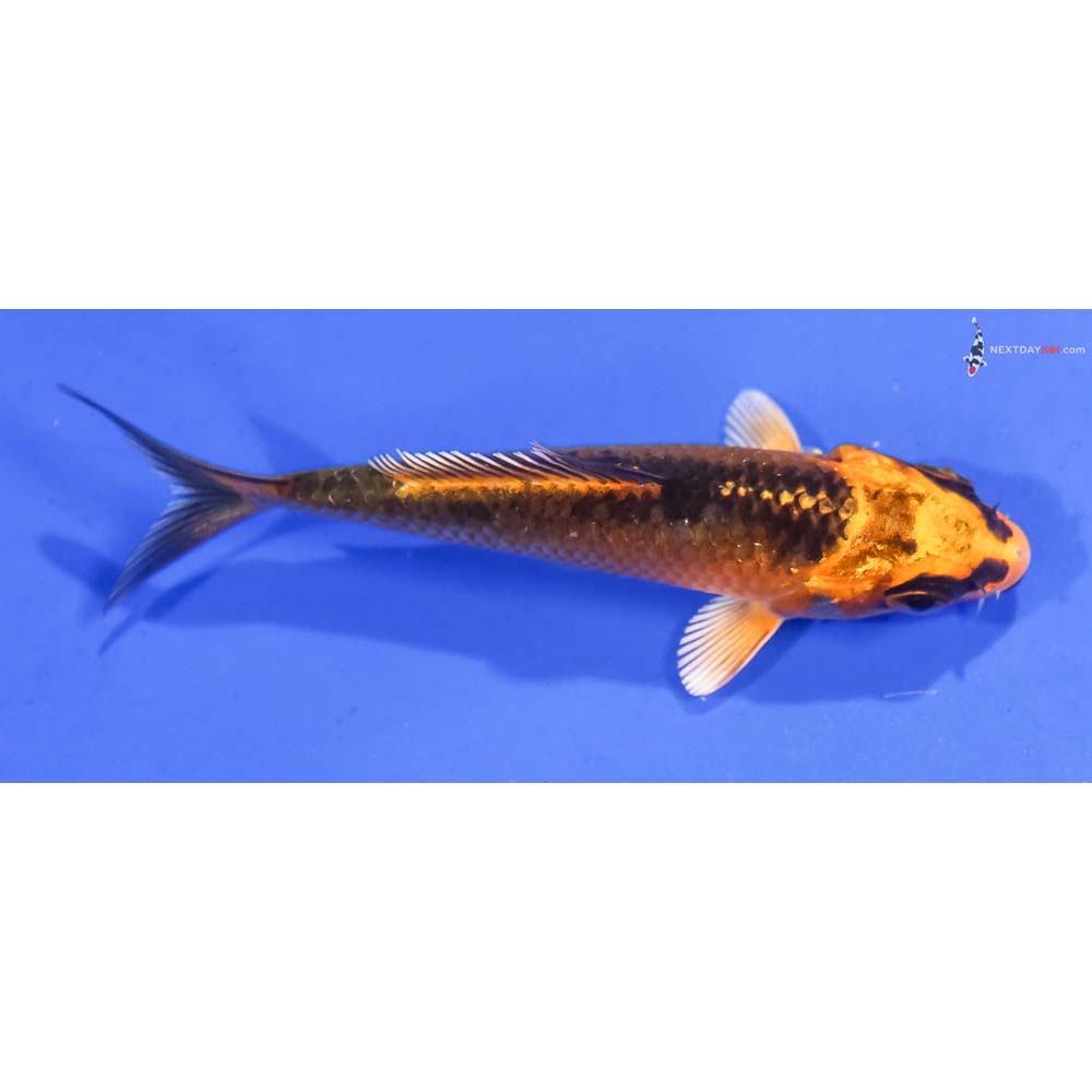 3.5” Imported Orenji Matsuba