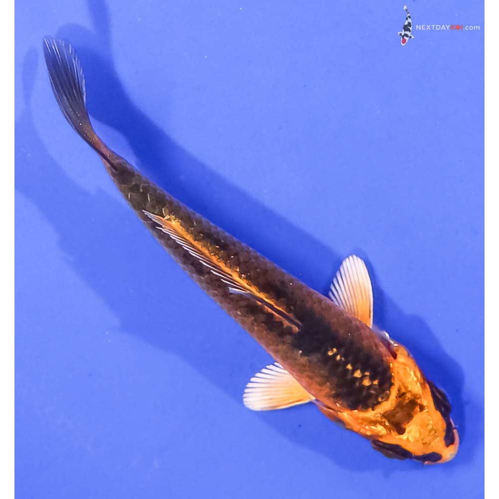 3.5” Imported Orenji Matsuba