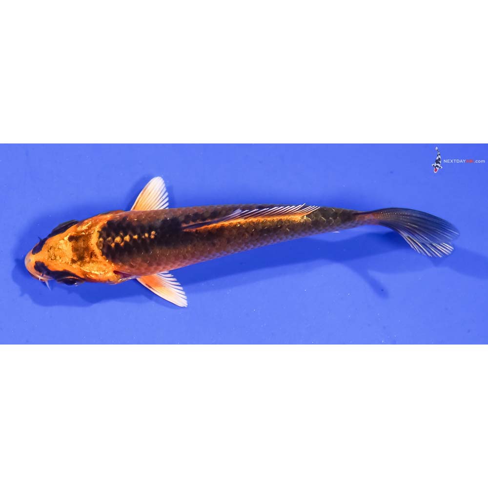 3.5” Imported Orenji Matsuba