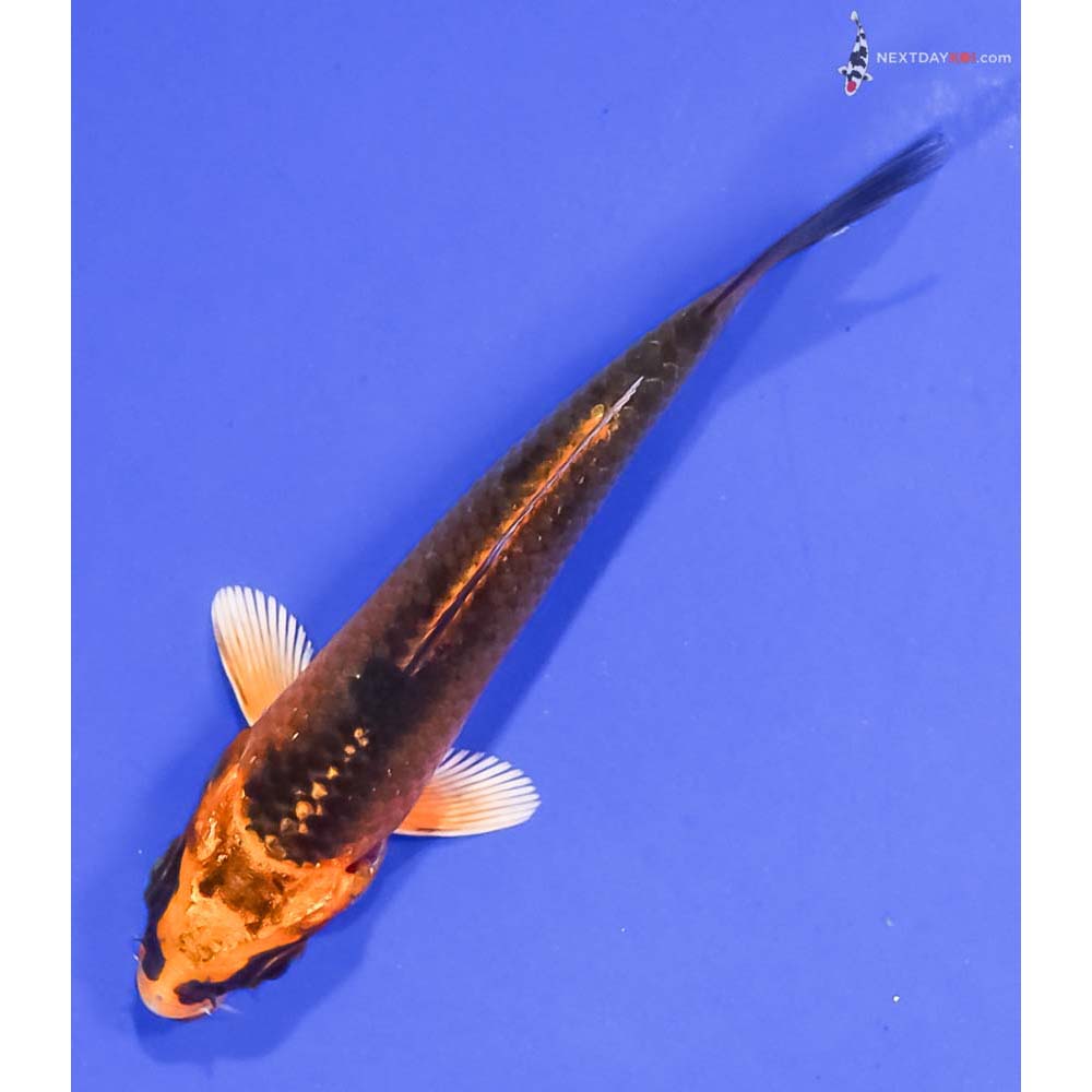 3.5” Imported Orenji Matsuba