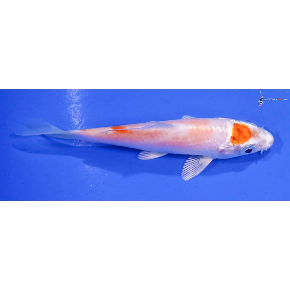 3.5” Imported Hariwake