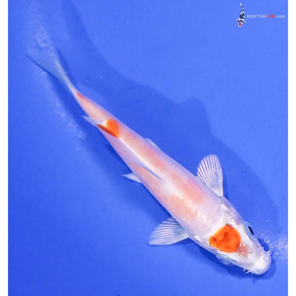 3.5” Imported Hariwake